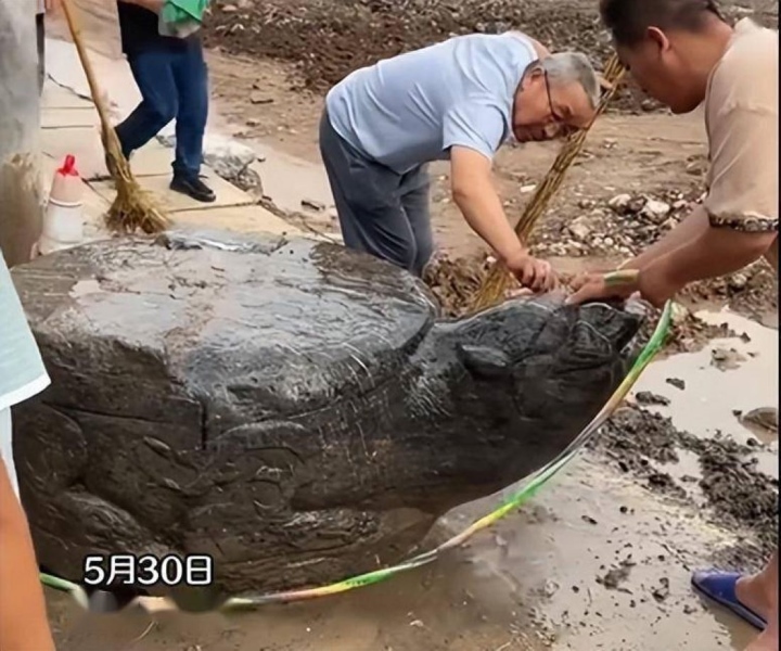 Descubrimiento de una gran tortuga de piedra durante la construcción de una carretera deja a los internautas indignados - 1