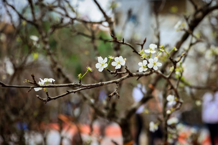 Hoa lê rừng 'xuống phố' sau Tết Nguyên đán, giá chục triệu vẫn hút khách ảnh 4