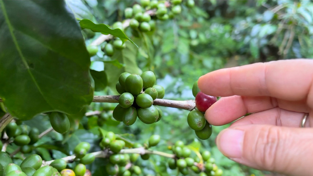 Safe production to create clean value chains is the goal of many Vietnamese enterprises.