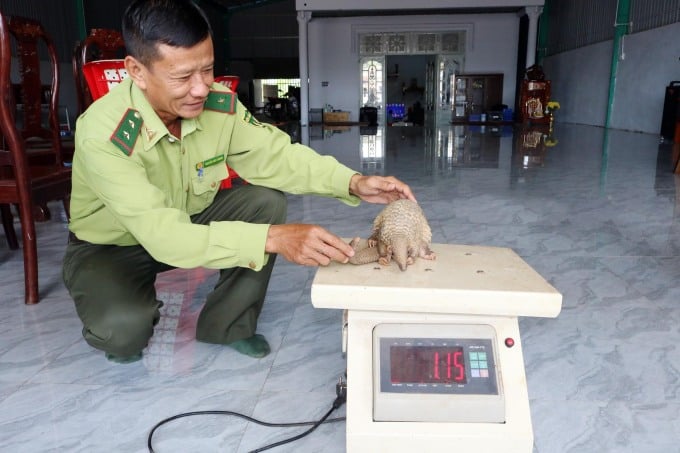 The pangolin weighed 1.15kg and was in normal health. Photo: Binh Phuoc Newspaper