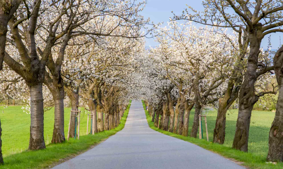 Belle route des cerisiers blancs en fleurs dans l'est de l'Allemagne