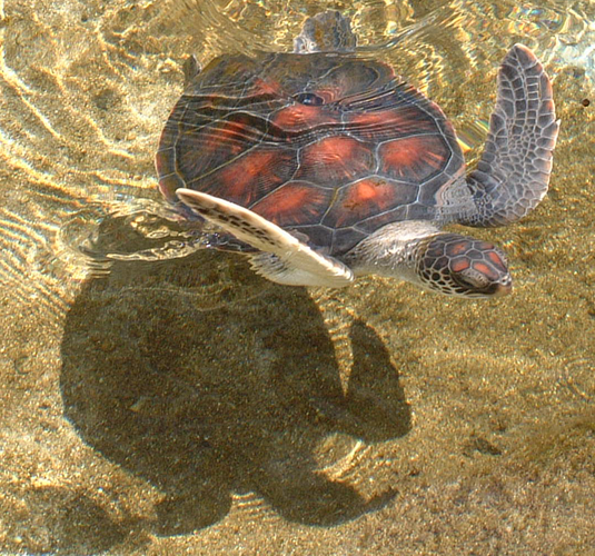 The ducks in Con Dao are very rare-Picture 6