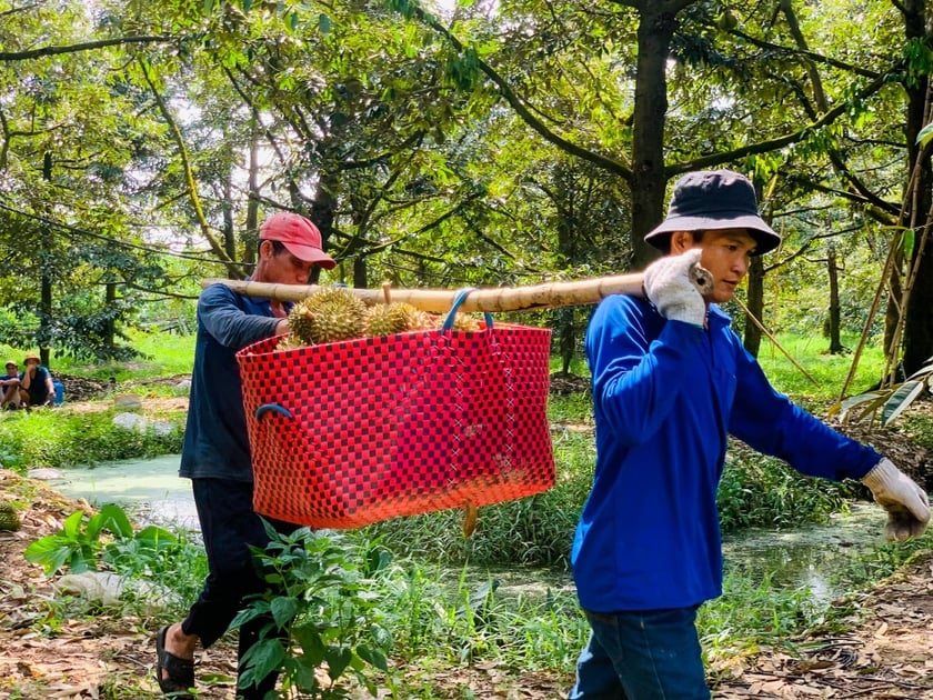 Tenir un couteau pour « faire tomber » du durian, gagner des millions chaque jour photo 3