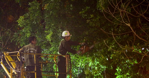 Overnight pruning of hundred-year-old rosewood trees on Lang Street