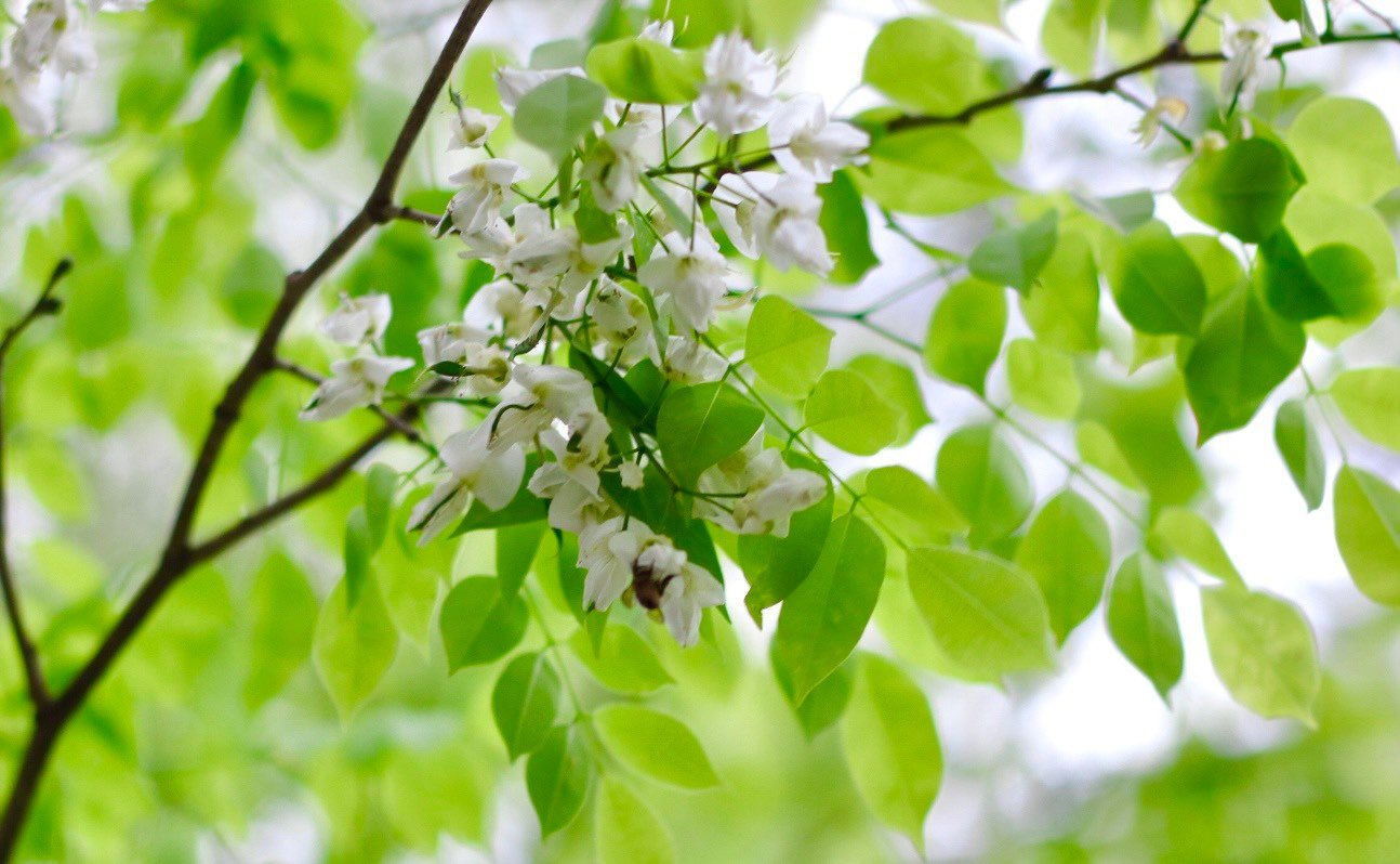 De nombreux coins de rues de Hanoi sont recouverts de neige avec la couleur blanche pure des fleurs de Sua photo 9