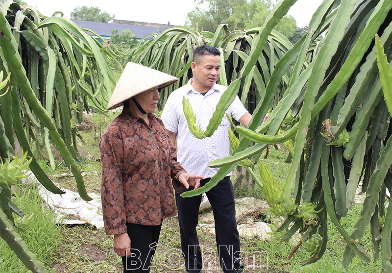 Ở xã Trần Hưng Đạo của Hà Nam xuất hiện nhiều vườn mẫu, vừa đẹp mắt lại 