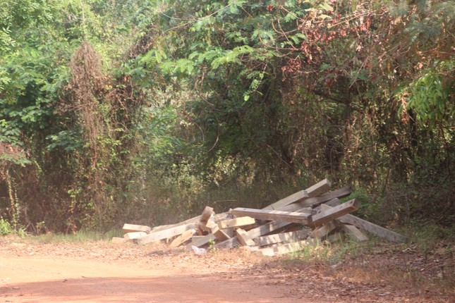 Wild elephant 'breaks' tree to make overpass to escape film fence 3