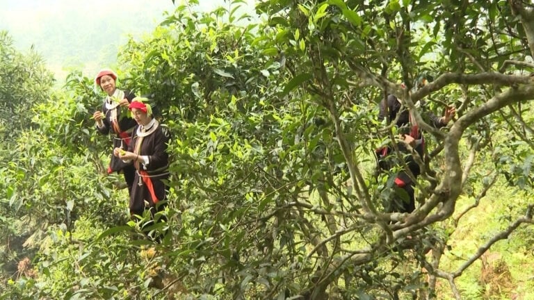 IFAD supports Vietnamese farmers to adapt to climate change, improve livelihoods