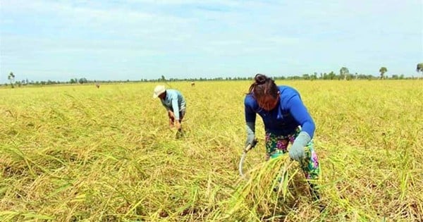 Le riz flottant est une variété de riz étrange dans le quadrilatère de Long Xuyen, à Dong Thap Muoi, les gens se font concurrence pour acheter du riz.