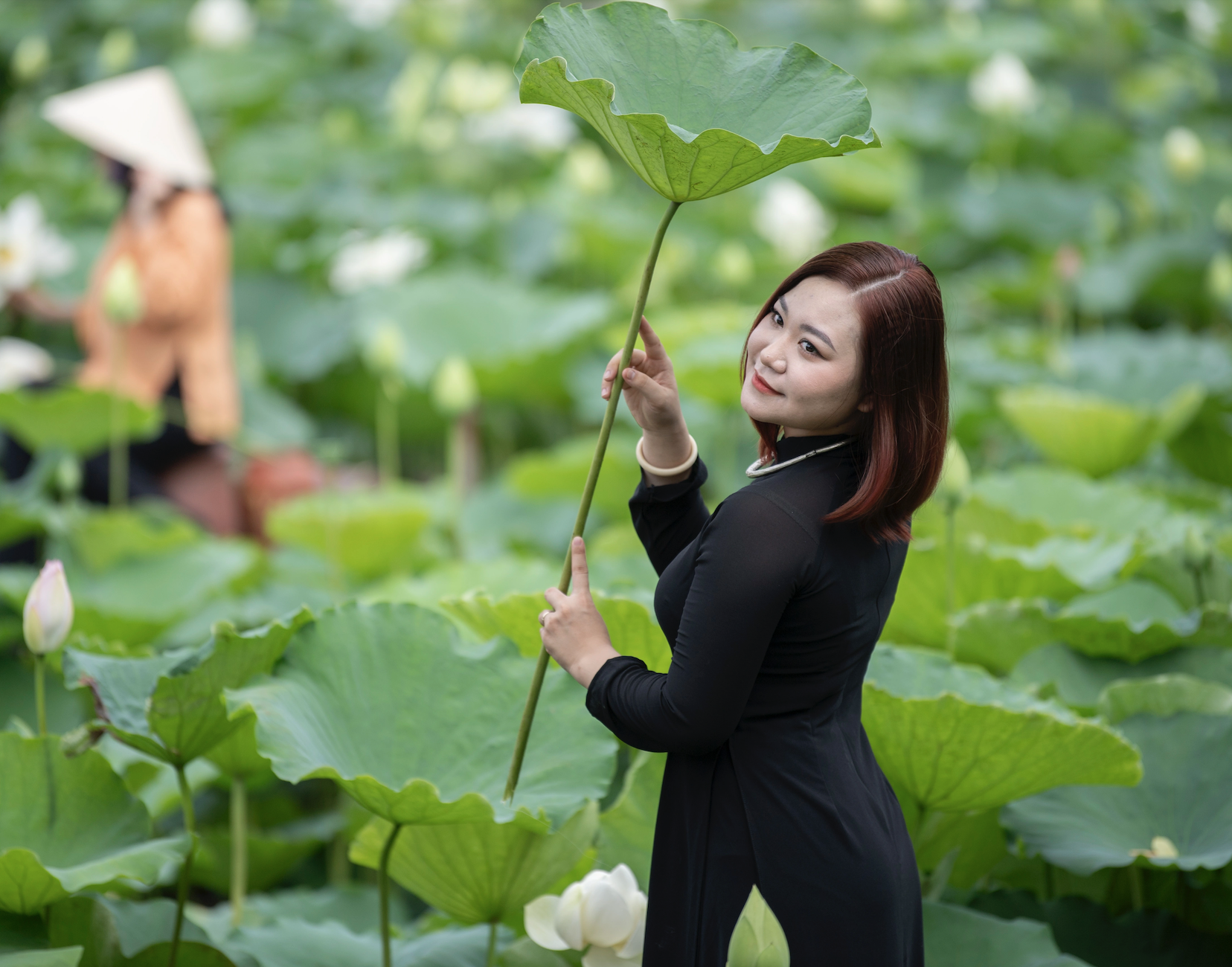 Jugendliche in Hanoi geben Millionen aus, um Fotografen zu engagieren, die die frühe Lotusblütezeit fotografieren