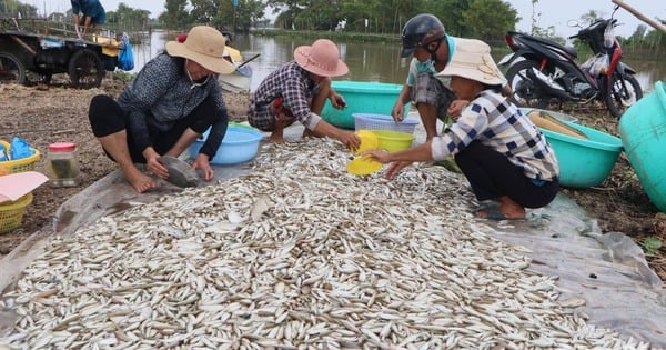 アンザン省の洪水期には、リン魚、野魚、川エビが豊富に捕獲されているのに、なぜ異常な水位を心配しているのですか?