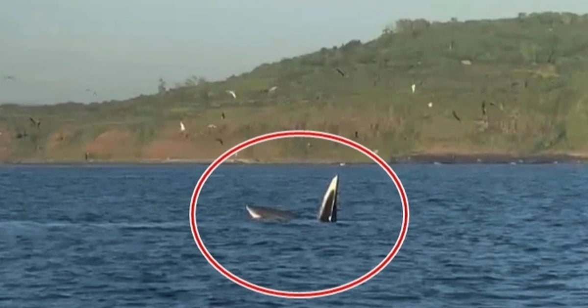 Une baleine de plus de 10 m de long est apparue près du site pittoresque de Ganh Da Dia