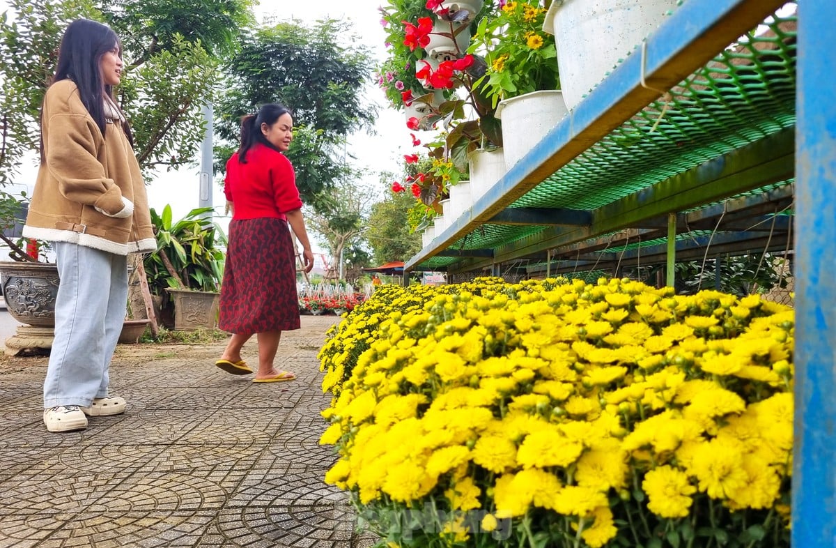 Cúc mâm xôi 'cười sớm', nhà vườn lo không đủ bán Tết ảnh 14