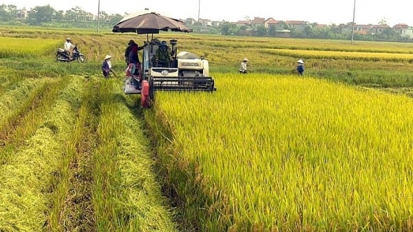 El precio del arroz disminuyó entre 50 y 100 VND/kg; Los precios del arroz se mantienen estables