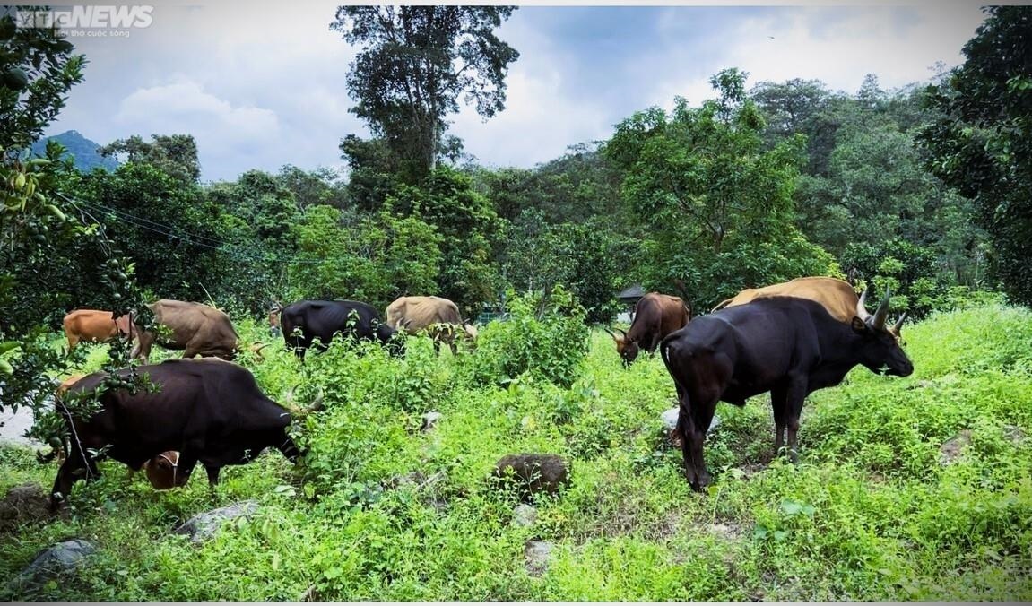 ទៅលេងឧទ្យានជាតិភឿកប៊ិញ ដើម្បីស្តាប់រឿងគោឈ្មោល - ៦