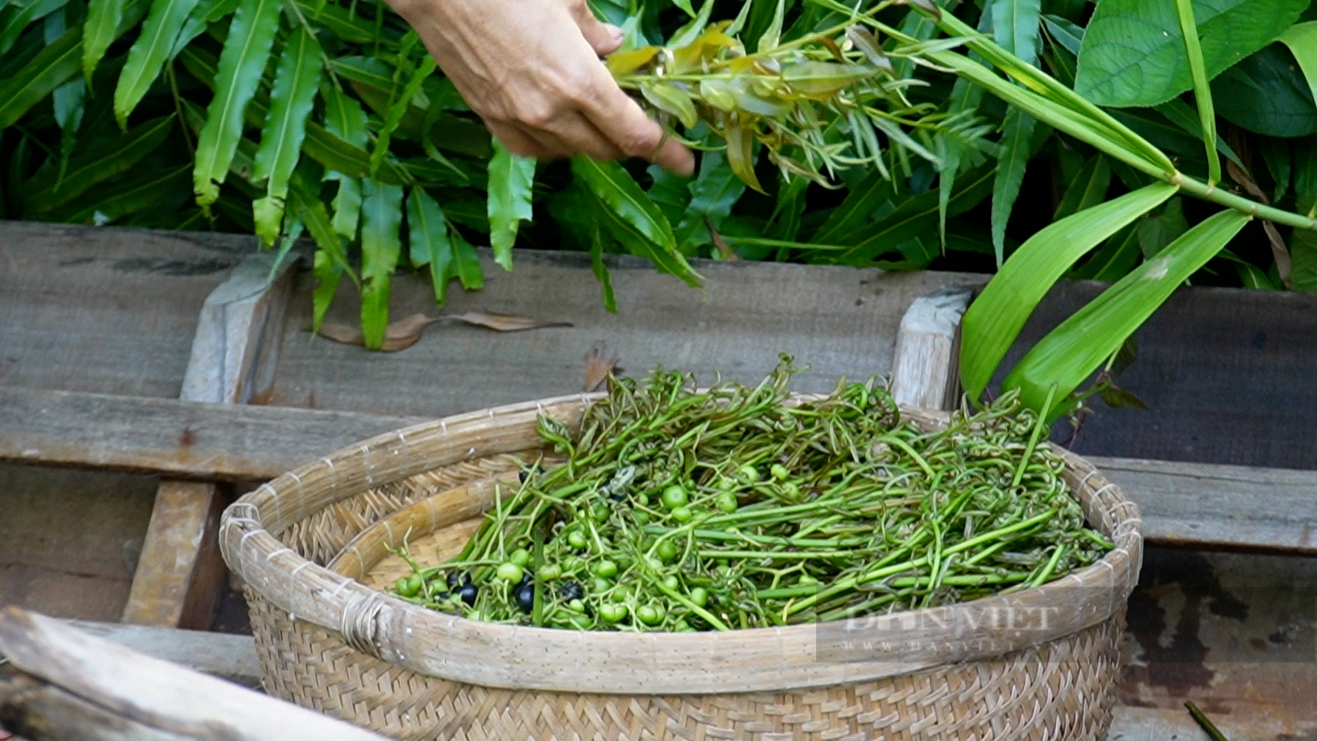 Món ăn có tên “gỏi cuốn hoa mua, đọt choại” ở xứ rừng tràm Cà Mau ngon cở nào mà khiến du khách mê mẫn - Ảnh 2.
