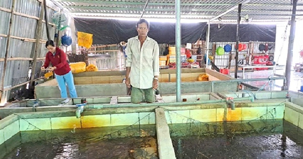 Un agriculteur de Hau Giang élève des anguilles en grande quantité, une spécialité populaire, mais sa famille est devenue beaucoup plus prospère.