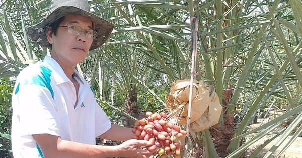 Los turistas quedan fascinados por el jardín de palmeras datileras de 4.000 m2 de un viejo agricultor que abandonó la industria cinematográfica para regresar a su ciudad natal.