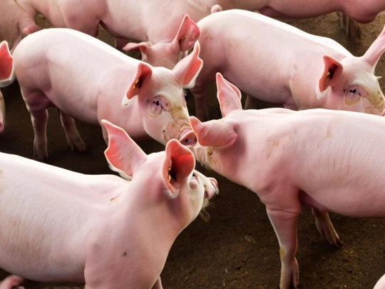 Pig price on January 17, 2025: Northern and Central regions continue to decrease slightly