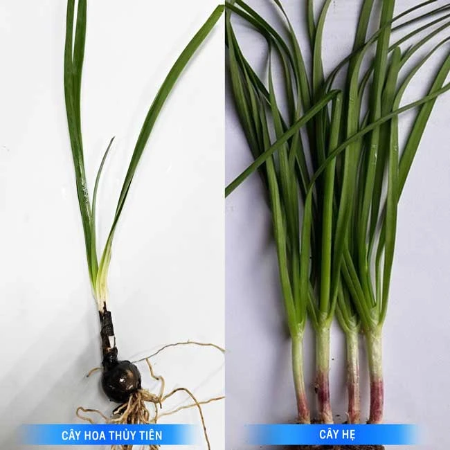 Dos niños resultaron gravemente envenenados tras comer hojas de narciso, foto 1