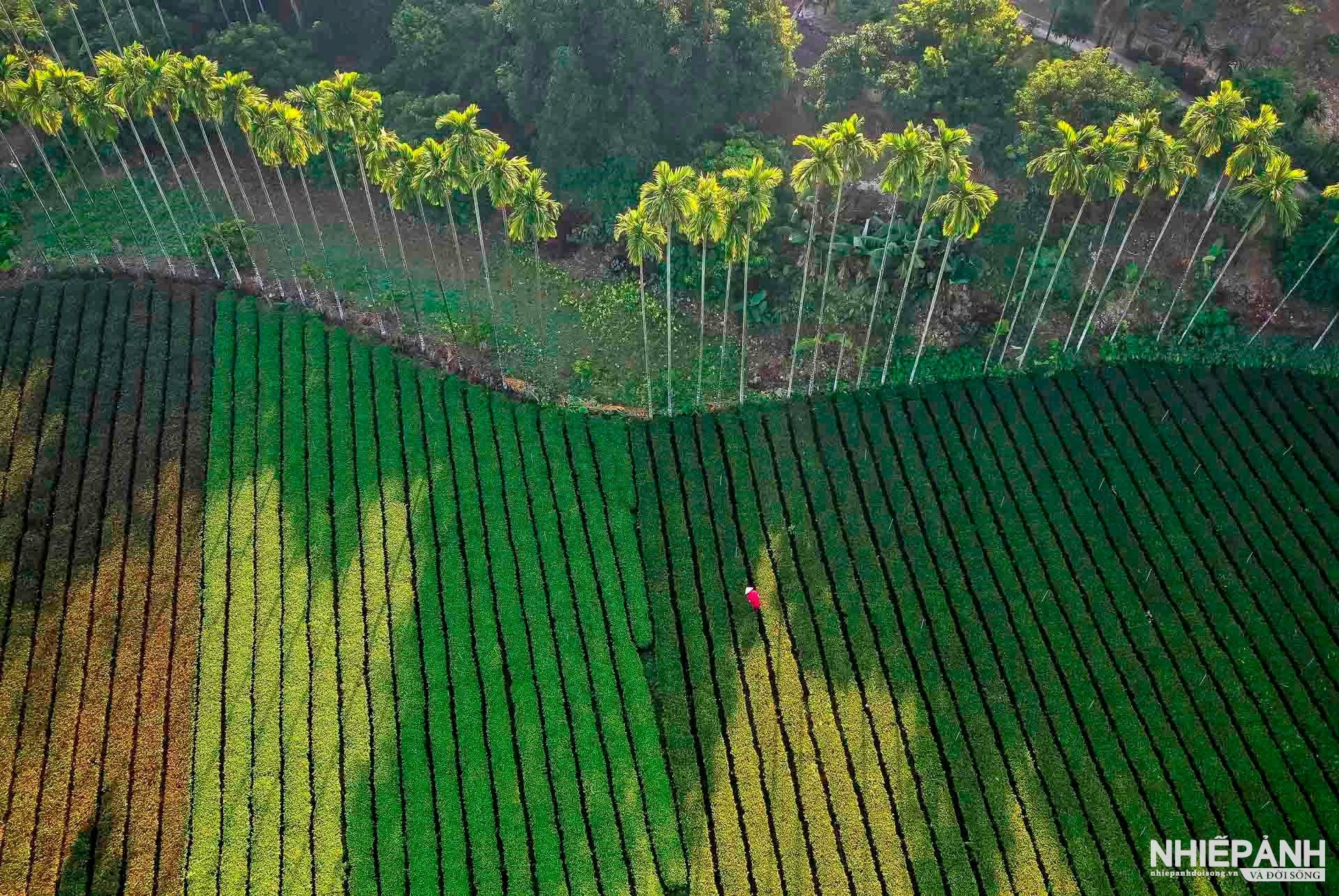 タイグエンの最初の有名な茶園の真ん中にある100年の歴史を持つ古代の茶園