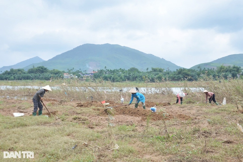 Đào loại ấu trùng nhìn là sợ, kiếm nửa triệu đồng mỗi ngày - 1