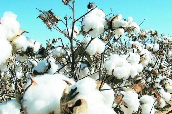 Which market supplies the most cotton to Vietnam?