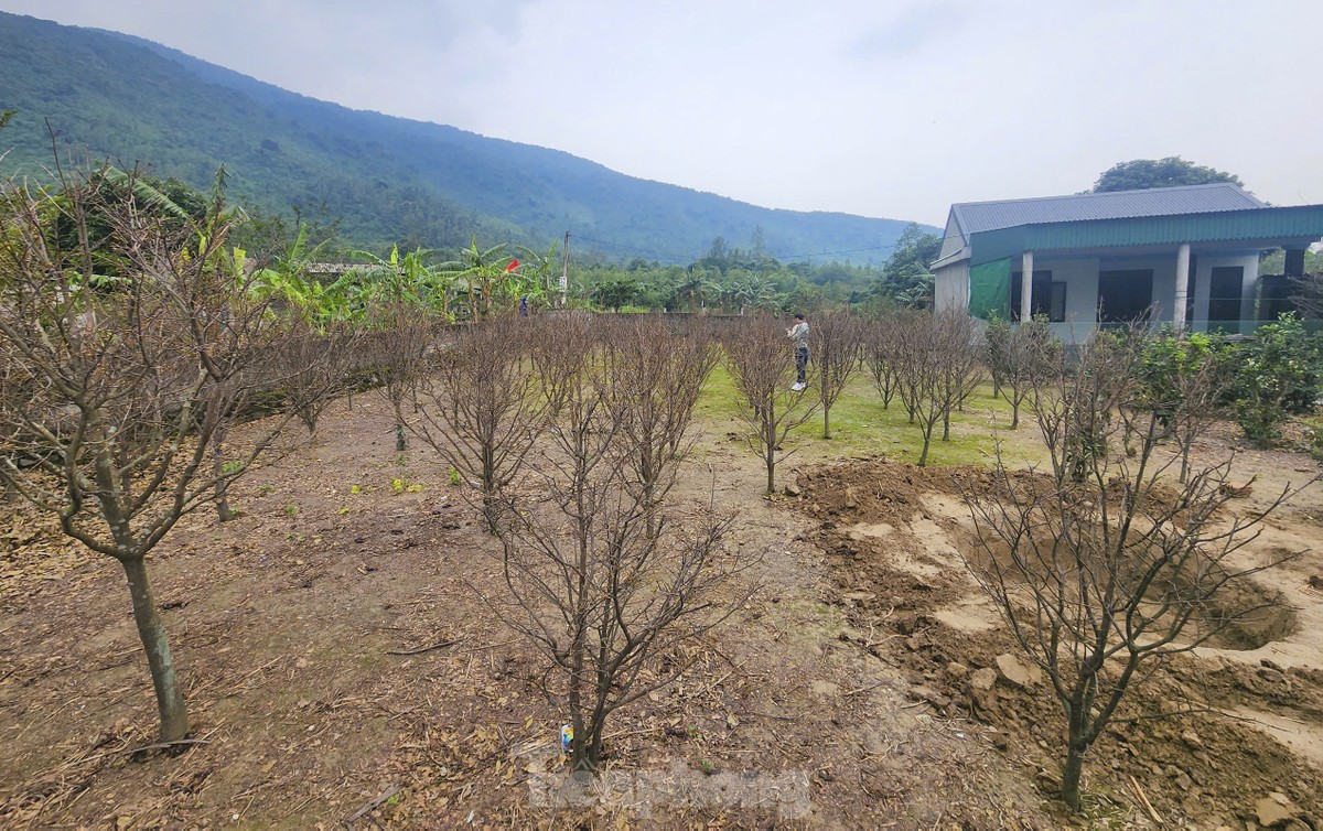 Ha Tinh farmers install 'magic eyes' to protect yellow apricot flowers to welcome Tet photo 12