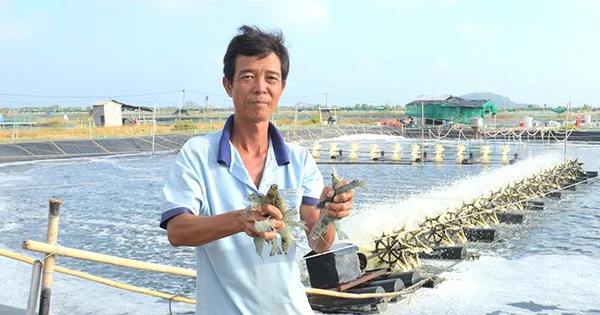 Ein Landwirt in Kien Giang betreibt eine hochmoderne Garnelenzucht auf 12 Hektar, fängt mehr als 200 Tonnen und macht einen Gewinn in zweistelliger Milliardenhöhe.