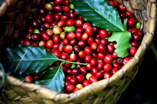 Les prix du café fluctuent en raison des inquiétudes concernant la pénurie d'approvisionnement