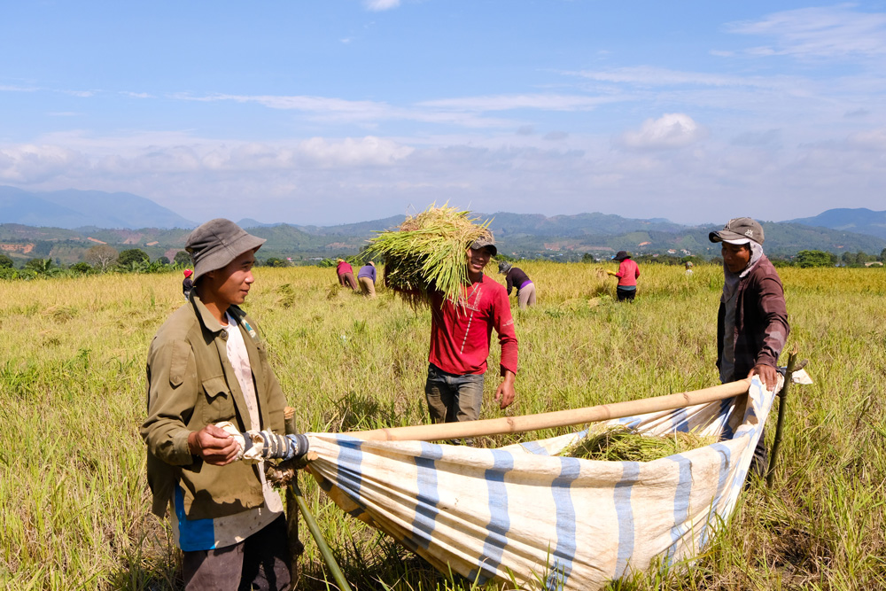 Các thành viên trong dòng họ thực hiện đổi công mỗi mùa thu hoạch