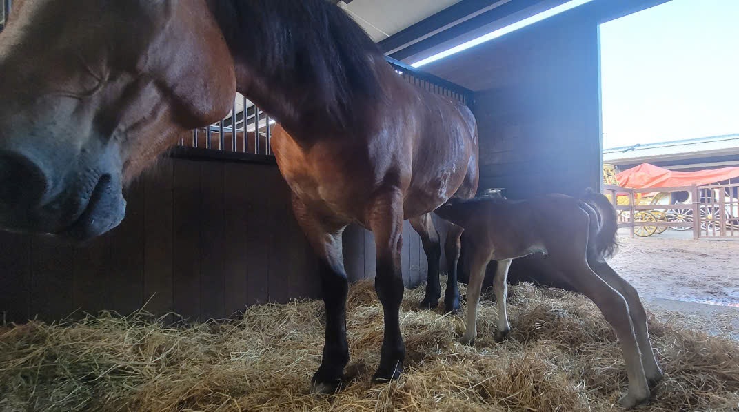 El caballo más alto del mundo saluda al mundo en la Vinpearl Horse Academy foto 2