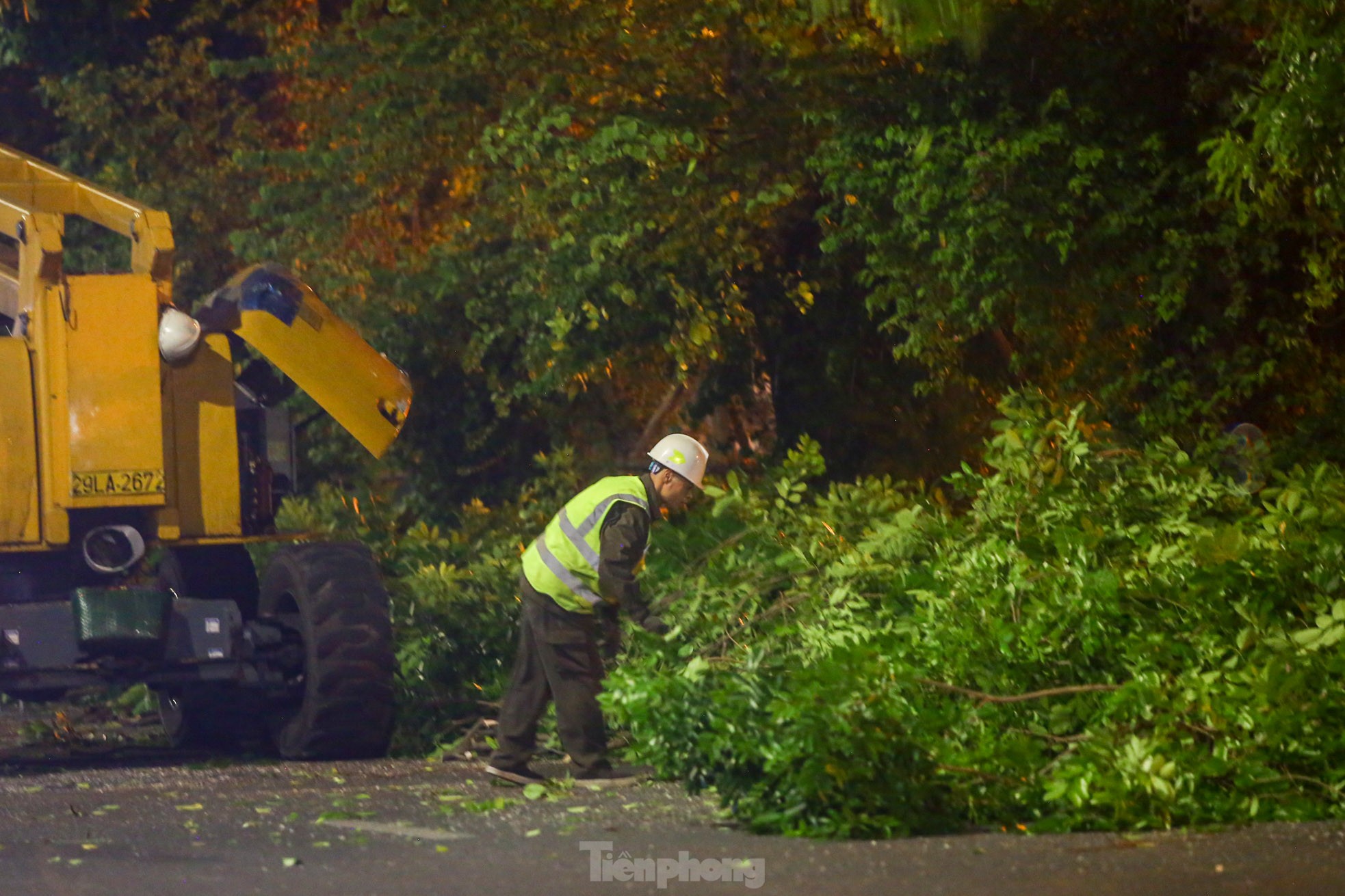 Pruning the hundred-year-old rosewood trees on Lang Street overnight, photo 11