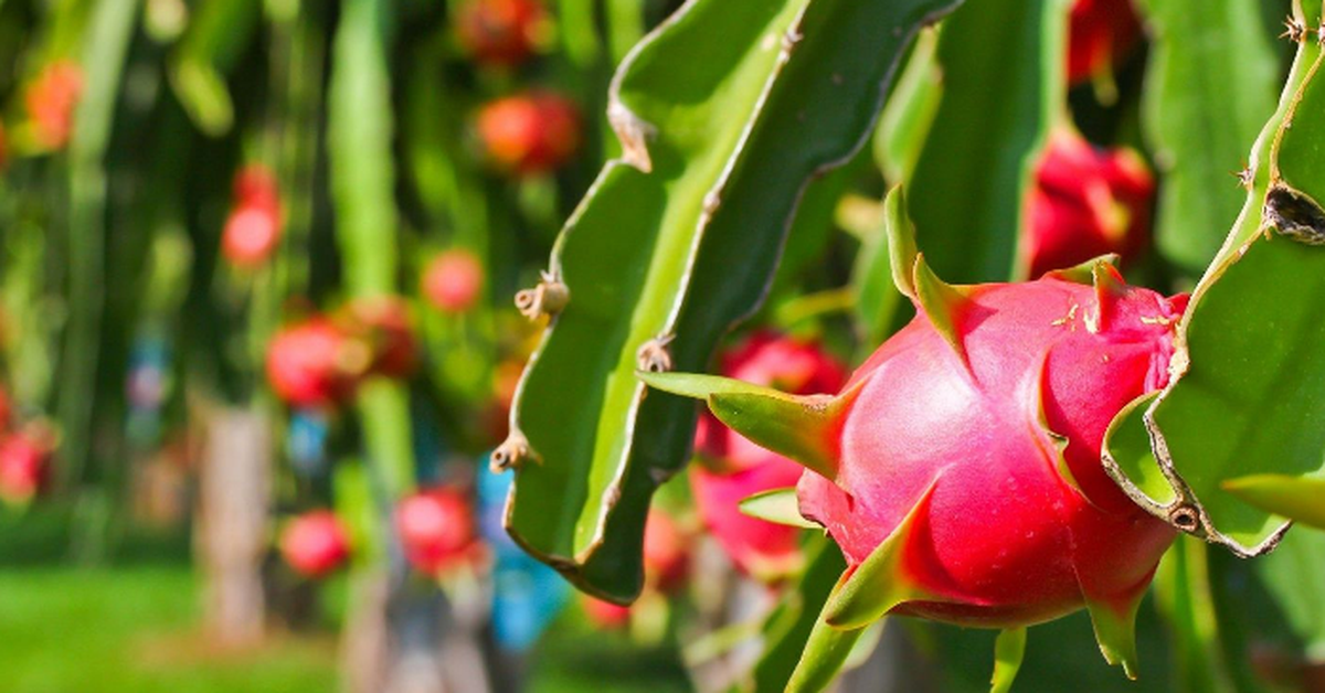 The 'golden' benefits of dragon fruit for health