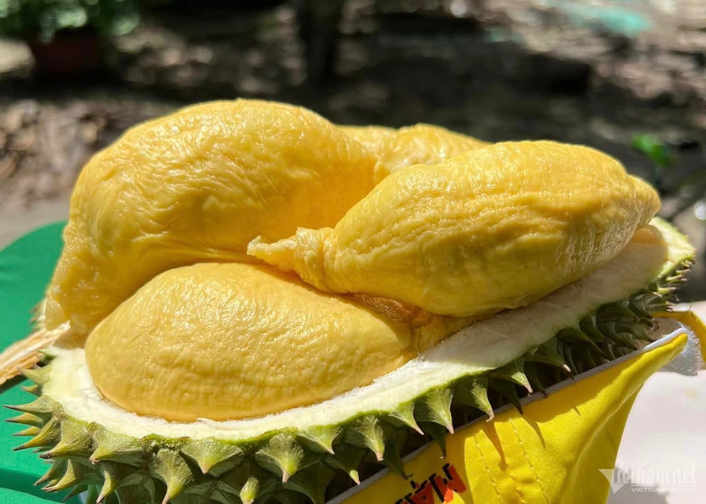 ภาพถ่ายของ ginger.jpg