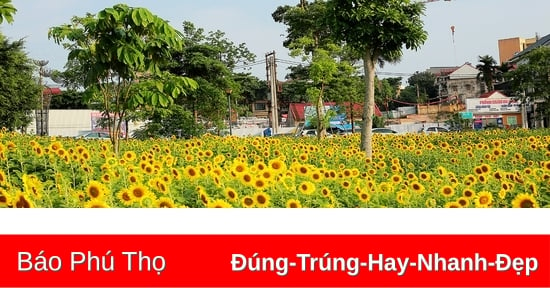 Welcome the sunshine with bright yellow sunflowers at Van Lang Park