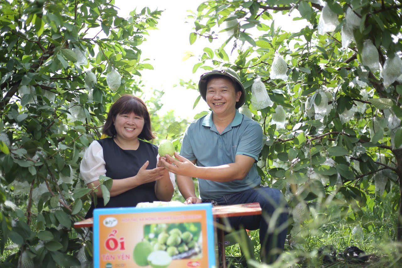 Con productos de marca OCOP, los agricultores de un distrito de Bac Giang vendieron miles de toneladas de guayaba muy rápidamente.