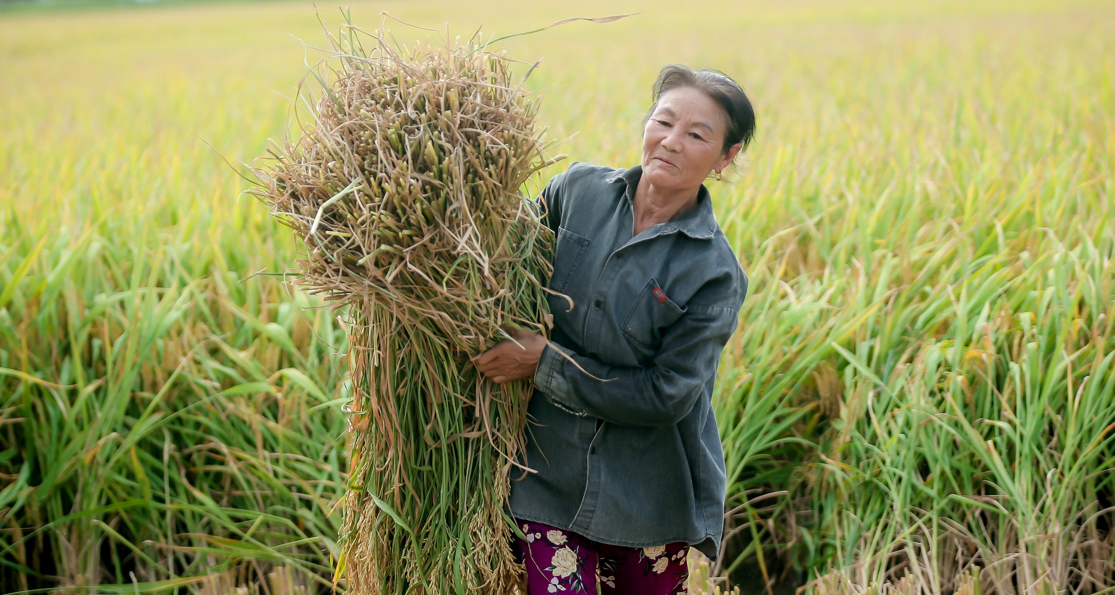 Xuất khẩu gạo thu 4,78 tỷ USD, ngành nông nghiệp còn &amp;amp;apos;2 khoản nợ&amp;amp;apos; đặc biệt