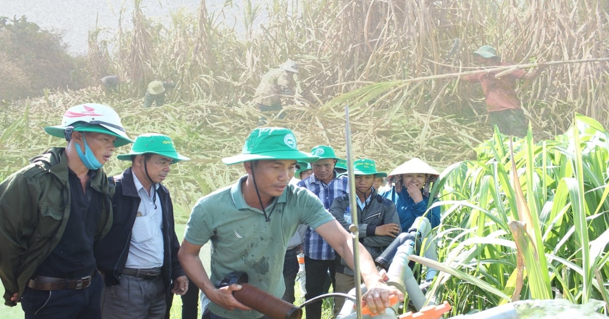 Ngành mía đường: Tổ chức lại sản xuất để phát triển bền vững | Báo Gia Lai điện tử