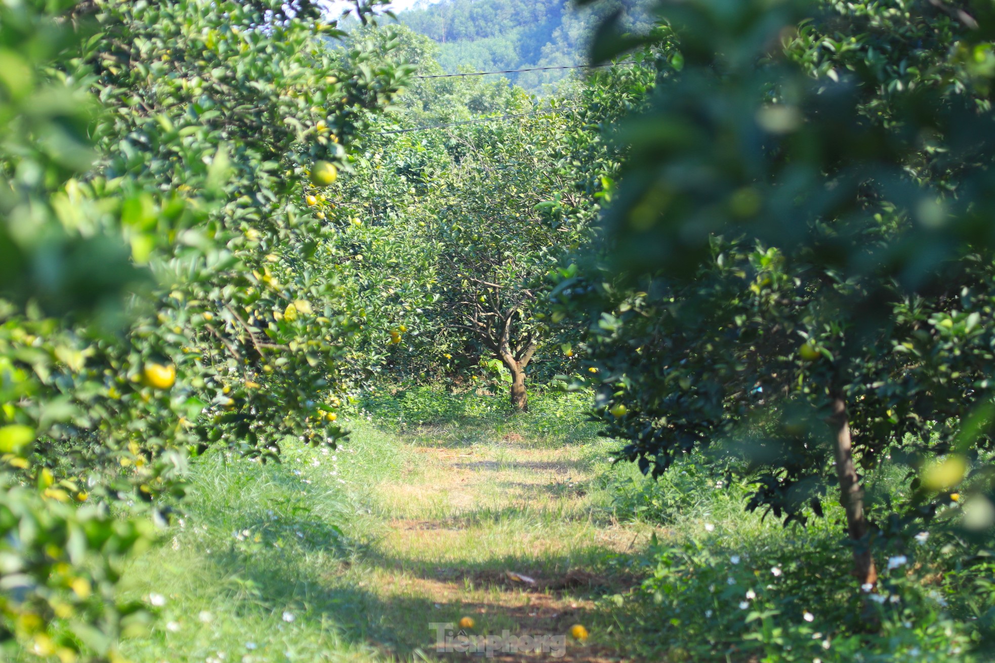 Old farmer from Nghe An reveals secret to prevent specialty oranges from falling off photo 10