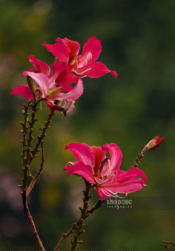 Occasionally visitors will also encounter extremely impressive and rare red bauhinia flowers.