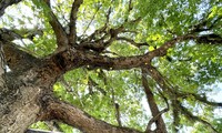 Witness the picturesque 150-year-old Tamarind tree recognized as a Vietnamese heritage