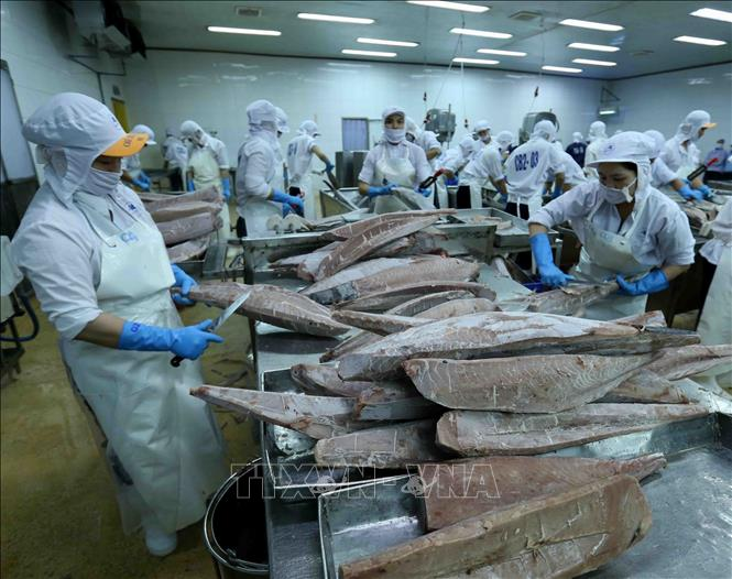 Verarbeitung von gefrorenem Thunfisch für den Export in der Fabrik der Binh Dinh Seafood Joint Stock Company. (Illustrationsfoto: Vu Sinh/VNA)