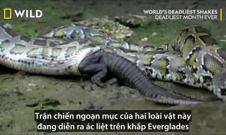 Burmese Python - A Predator Strong Enough to Swallow a Crocodile