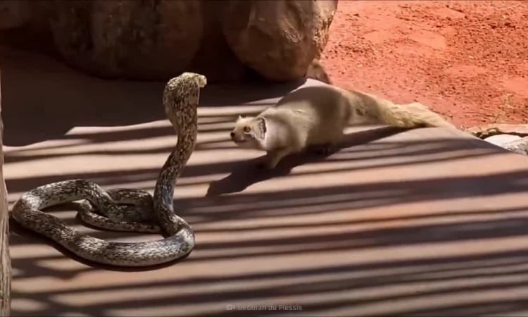 Comment les mangoustes tuent-elles les cobras mortels ?
