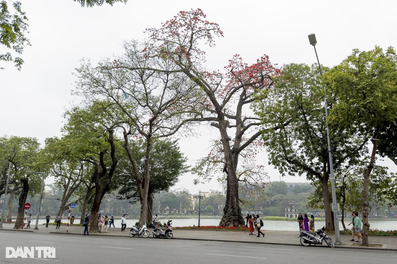 Hoa gạo nở đỏ rực từ nông thôn đến thành phố - 11