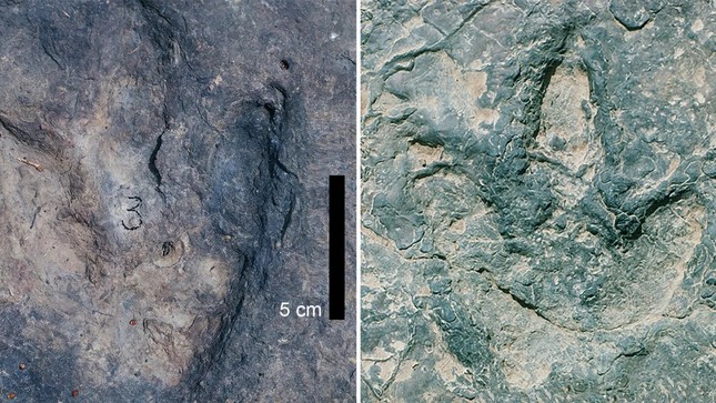 大西洋の両側で類似した恐竜の足跡が発見される 写真 1