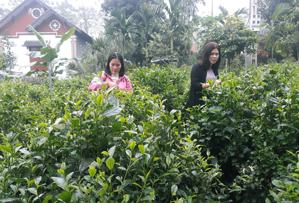 Touristen besuchen grüne Touristenattraktion im Bezirk Ba ​​Vi (Hanoi). Foto von : Hoai Nam