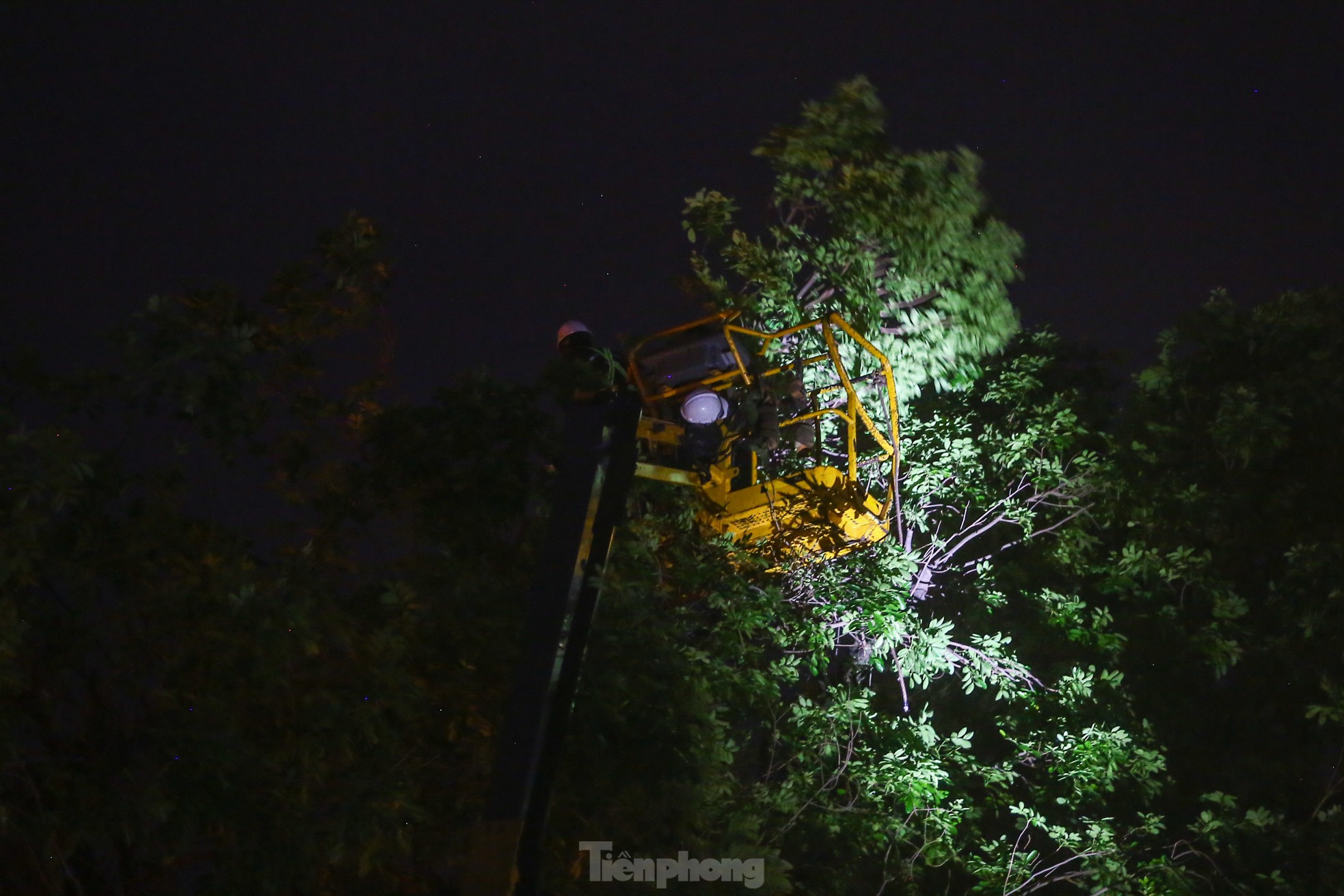 Pruning the hundred-year-old rosewood trees on Lang Street overnight, photo 9