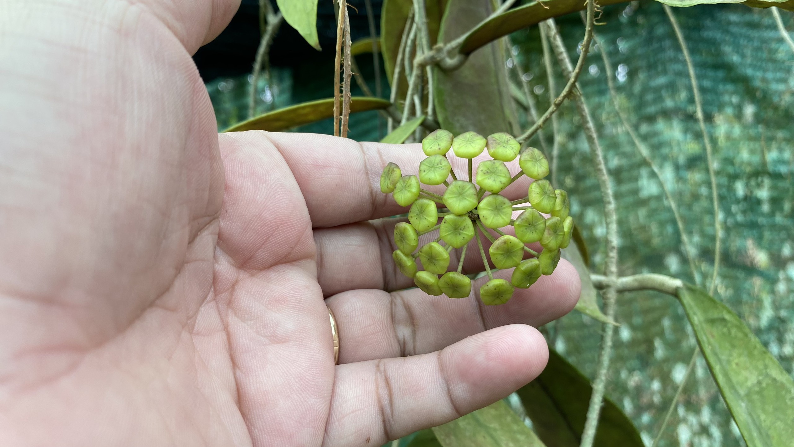 Bộ sưu tập gần 500 loài hoa cẩm cù ở đảo ngọc- Ảnh 7.